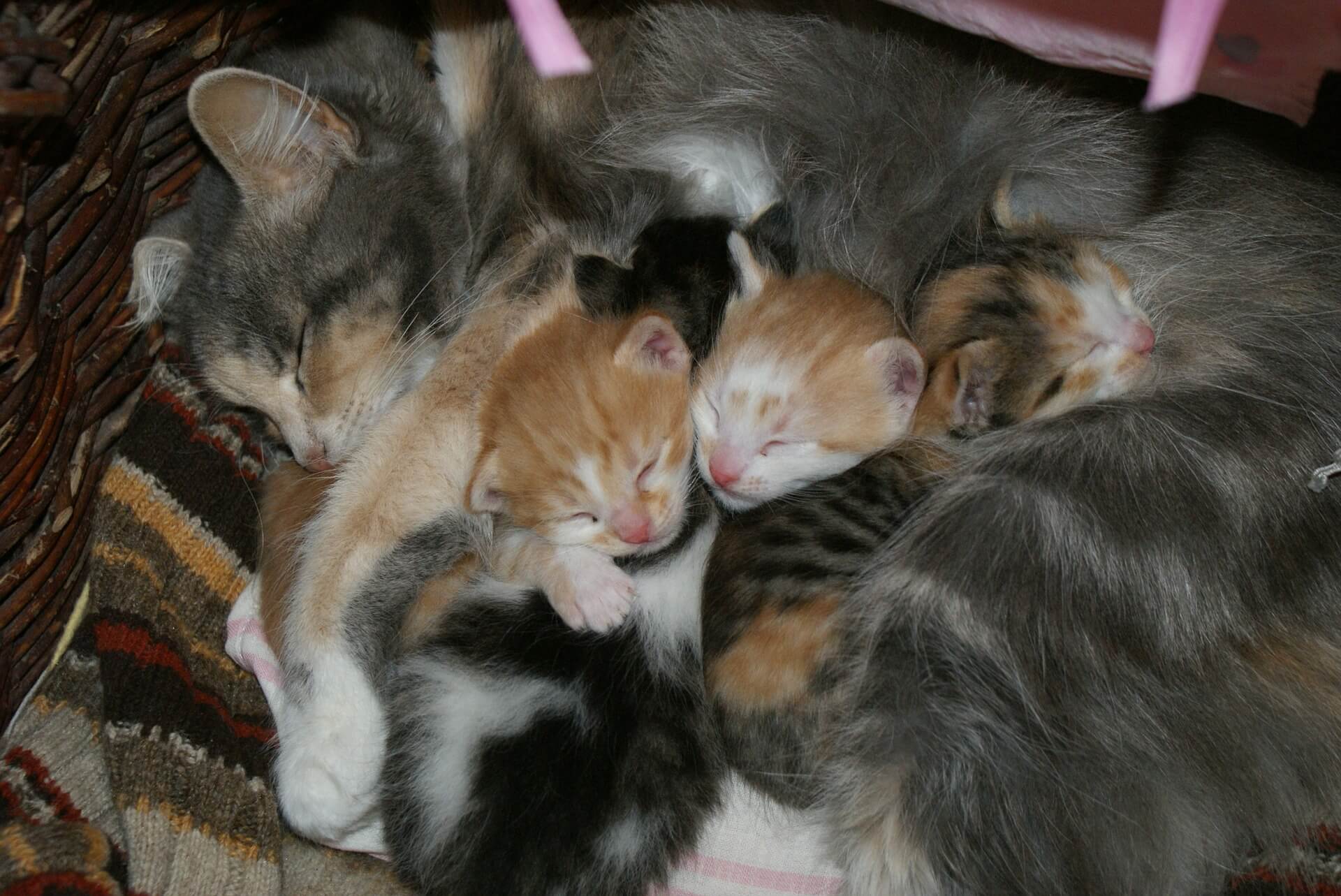 How Long Does It Take for a Mother Cat to Forget Her Kittens?