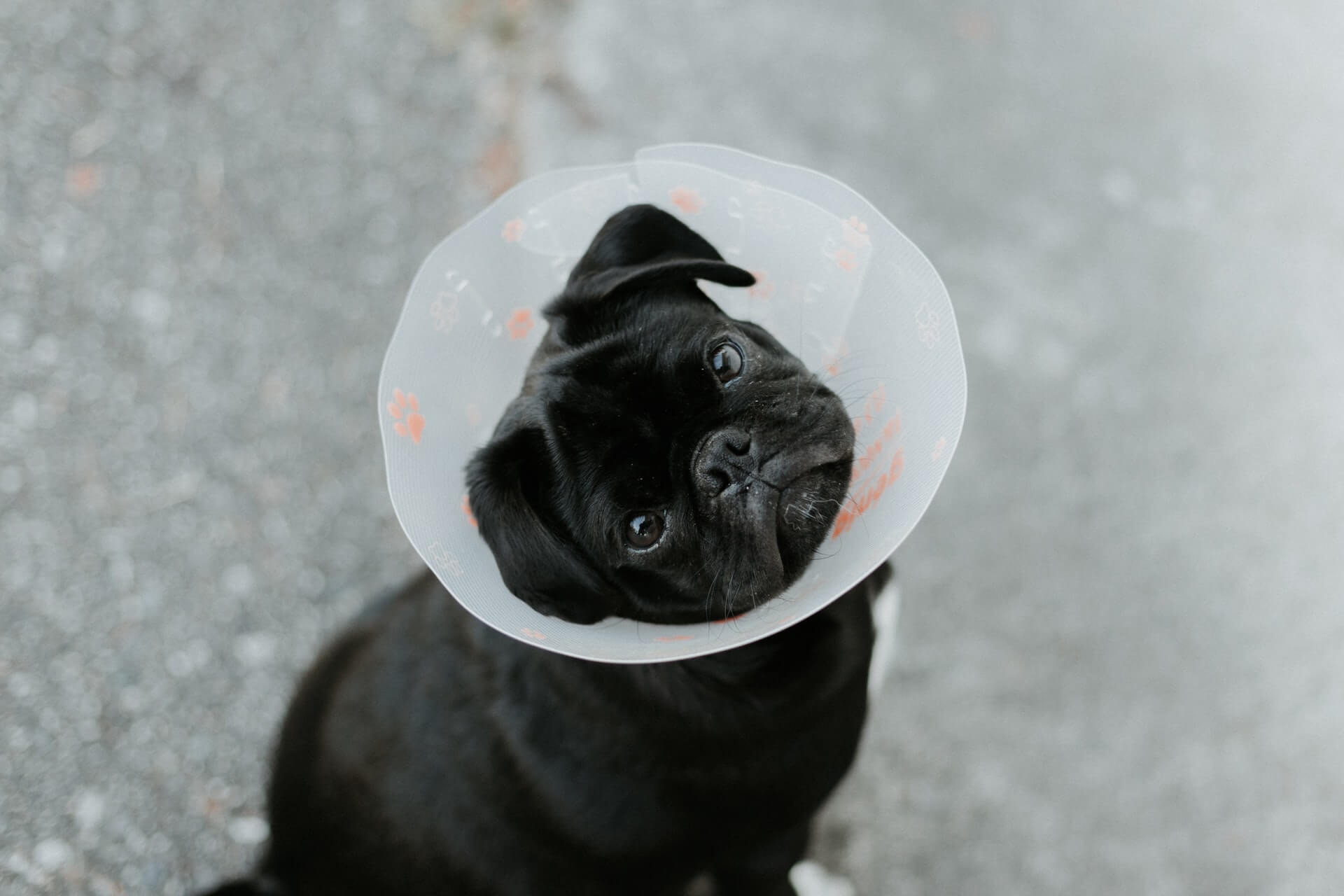 How Long Will My Dog Be In Pain After Neutering? - Smart Pet Point