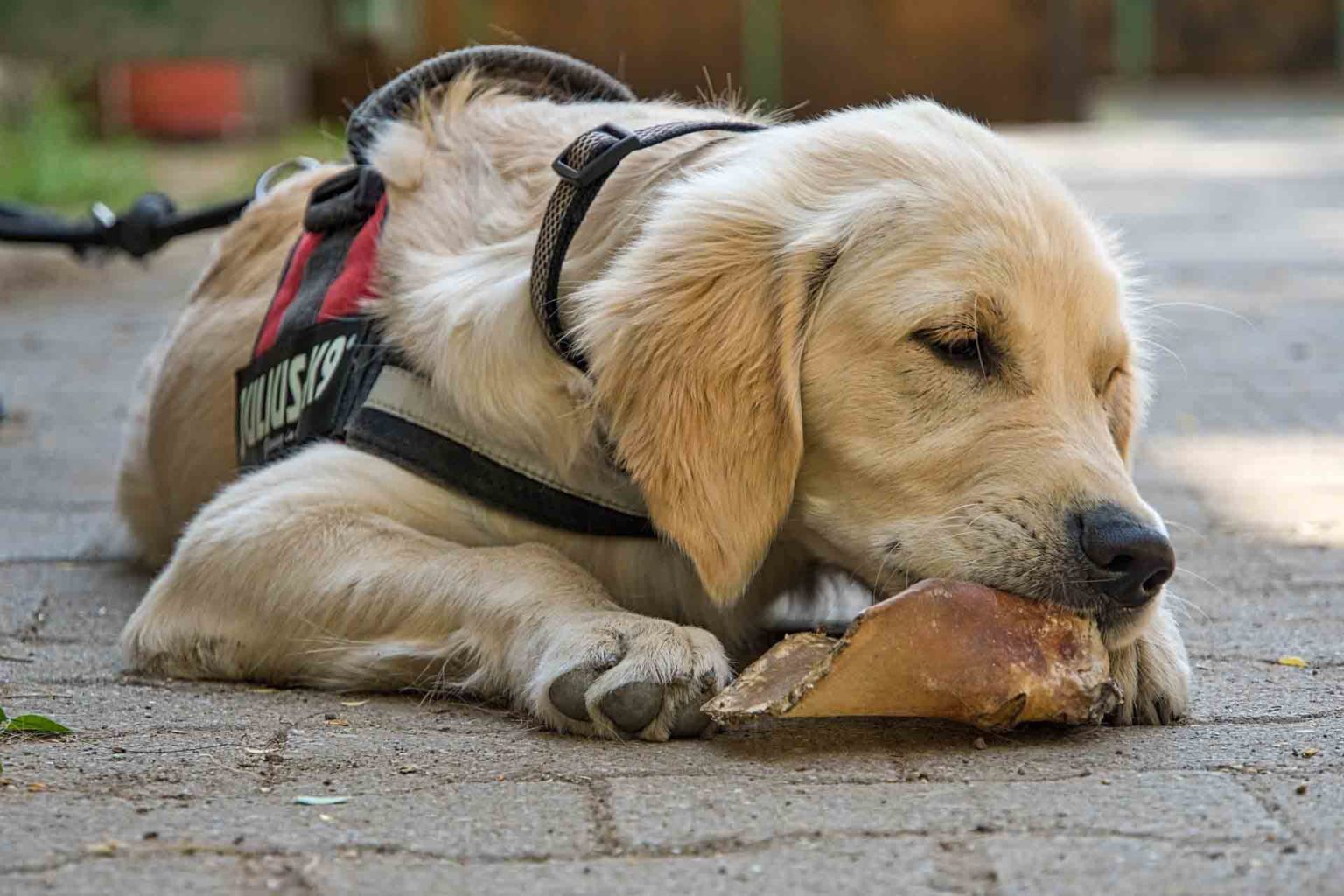 Why Does My Dog Lay Down to Eat? - Smart Pet Point