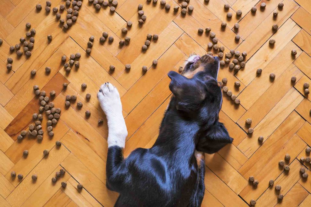 Why Does My Dog Lay Down to Eat? - Smart Pet Point