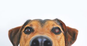 Why Do Dogs' Eyes Glow? Is it Normal? - Smart Pet Point