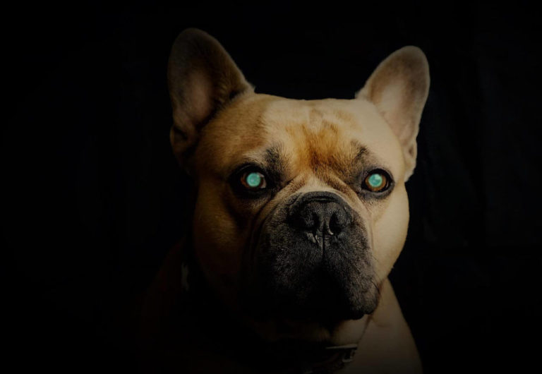 Why Do Dogs' Eyes Glow? Is it Normal? - Smart Pet Point