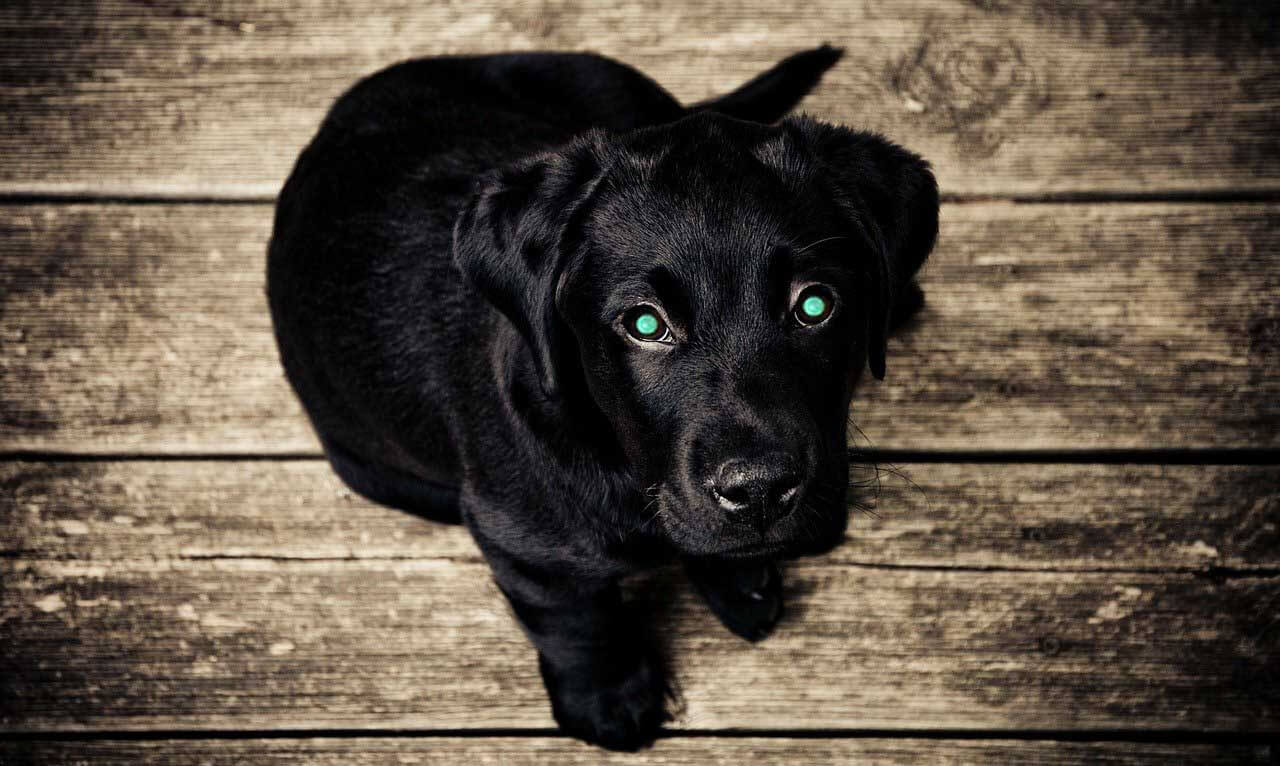 Why Do Dogs' Eyes Glow? Is it Normal? - Smart Pet Point