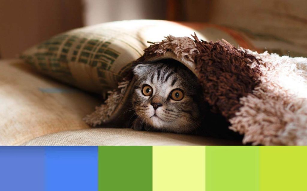 What Colours Do Cats Like The Most