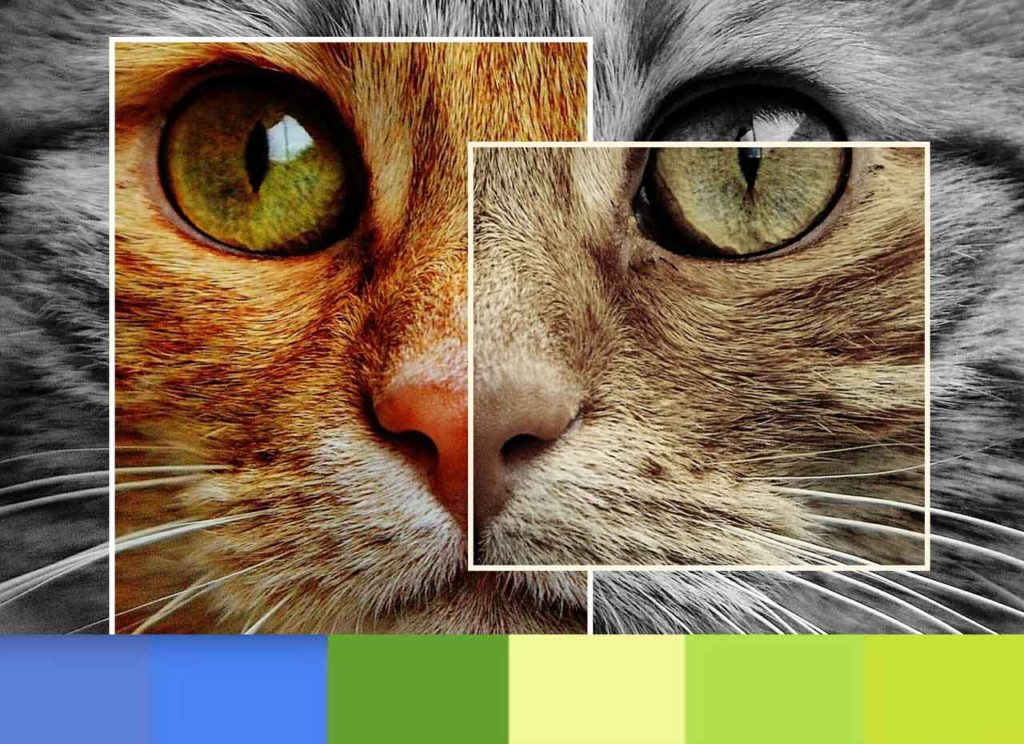 What Colors do Cats Like? The Complete Answer - Smart Pet Point
