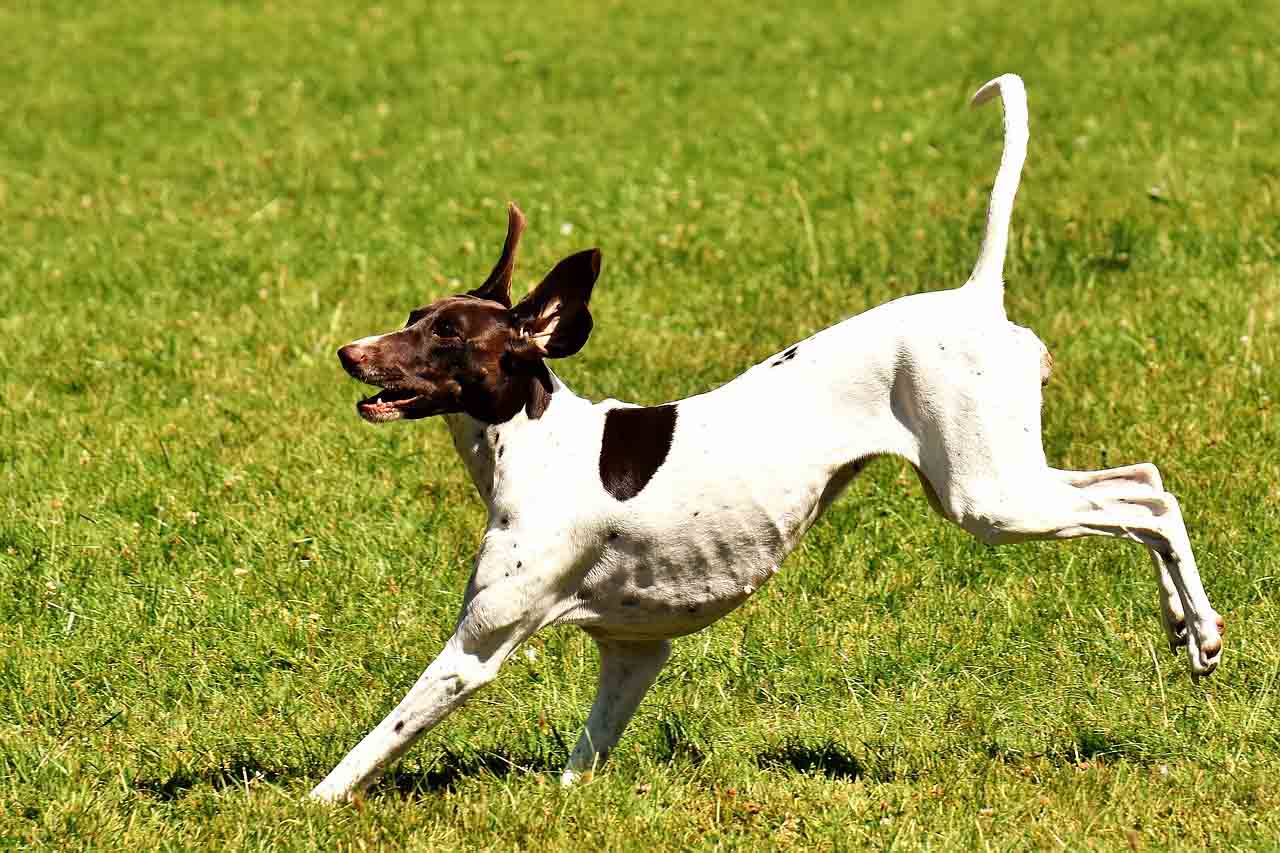 Why Does My Dog Kick His Back Legs Randomly? - Smart Pet Point