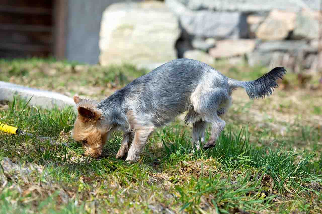 Why Does My Dog Kick His Back Legs Randomly? - Smart Pet Point