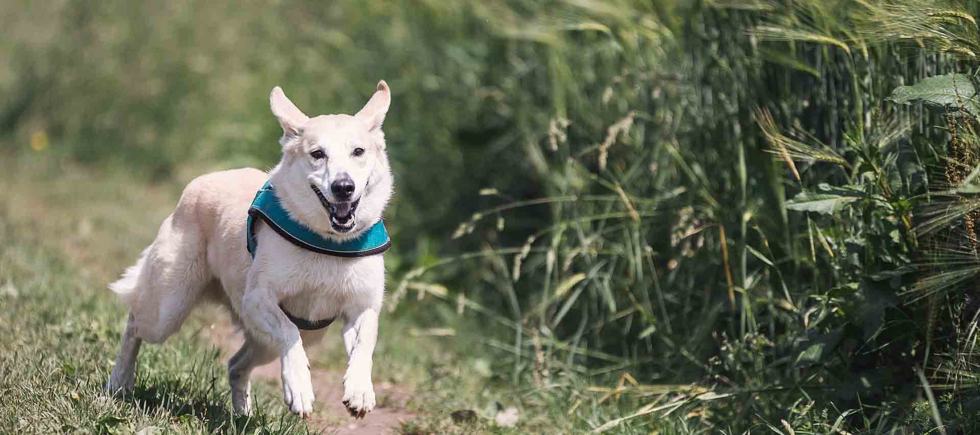 why do dogs have sudden bursts of energy