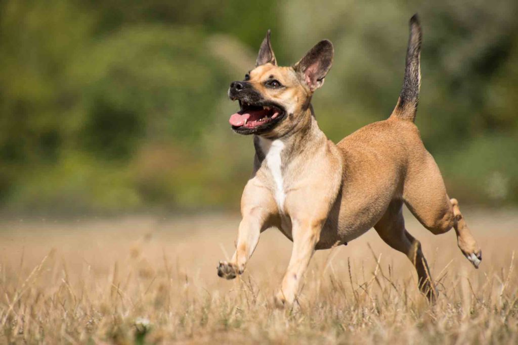 why do dogs have sudden bursts of energy