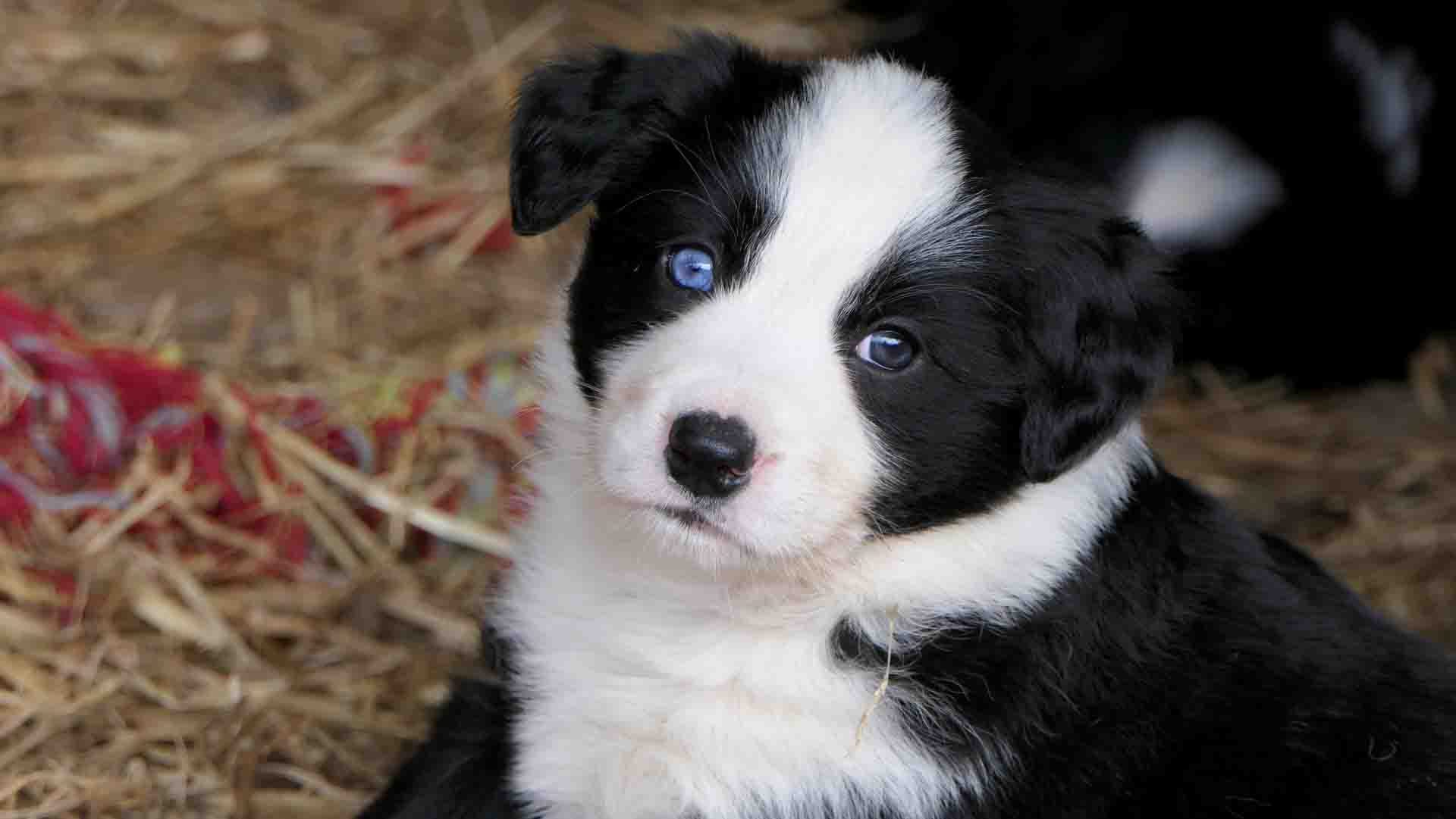 when-do-puppies-eyes-change-color-smart-pet-point