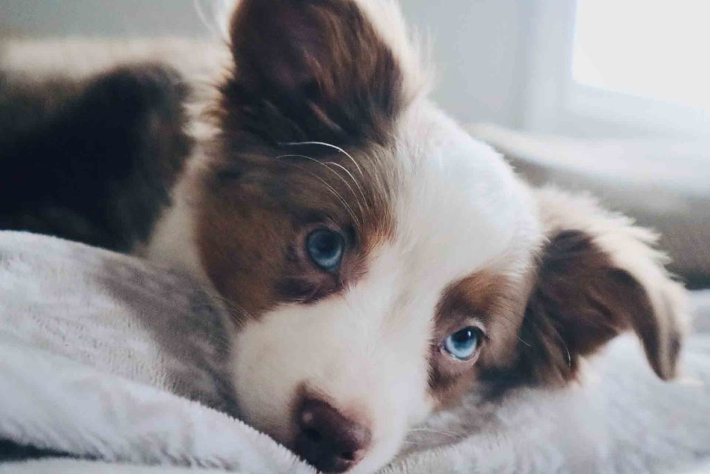 do puppies eyes change color