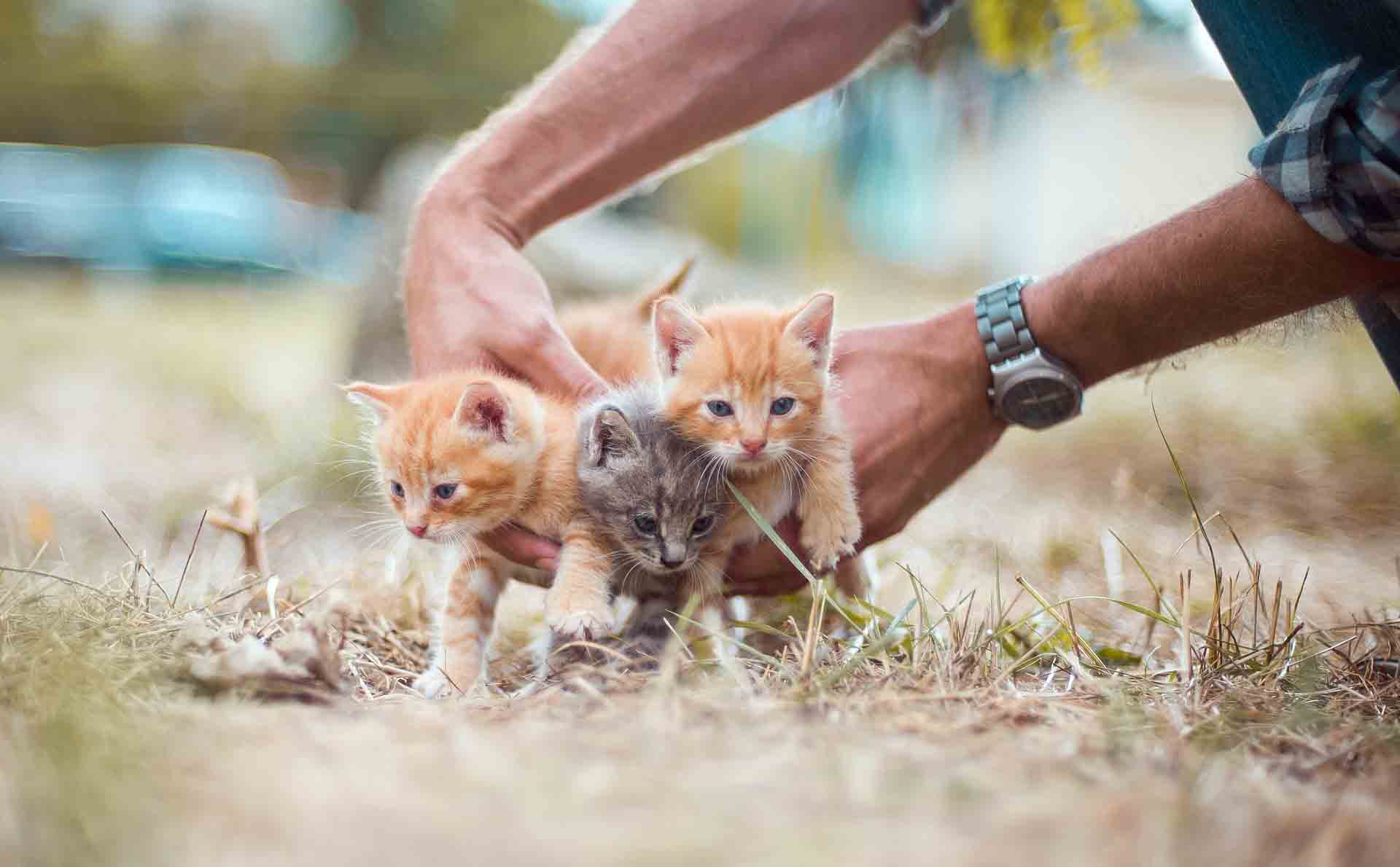 how-to-stop-a-cat-from-moving-kittens-smart-pet-point