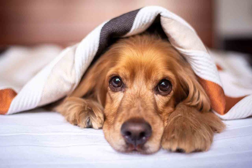 Why Does My Dog Sleep Under My Bed? Smart Pet Point