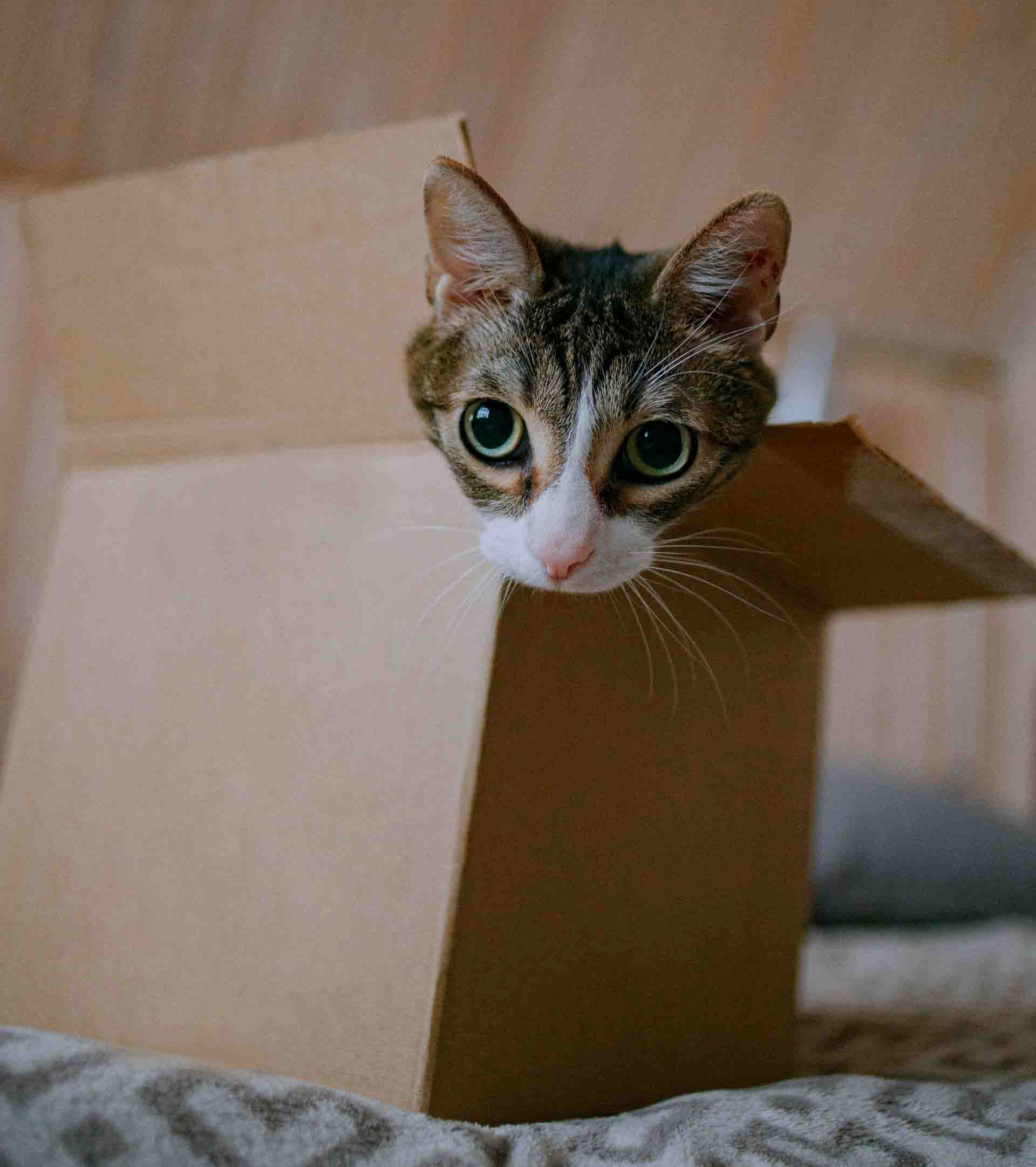 Why Does My Cat Chew on Cardboard? Smart Pet Point