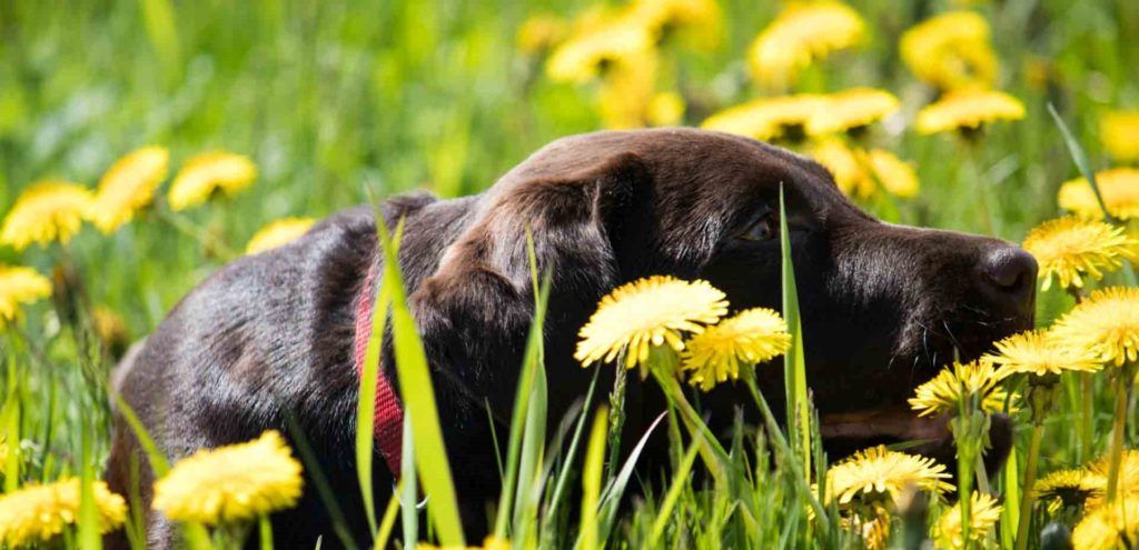 are dandelion weeds poisonous to dogs